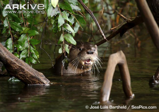 Illustration for article titled Monday Mustelid - Lontra provocax Edition